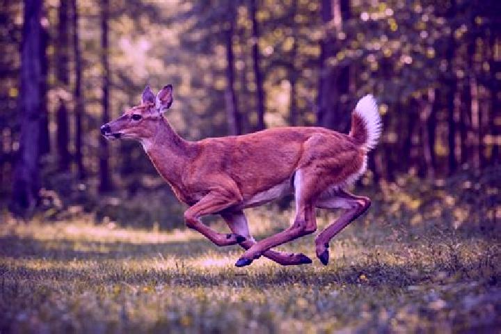 escort Deer Run