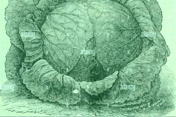 escort Double Head Cabbage