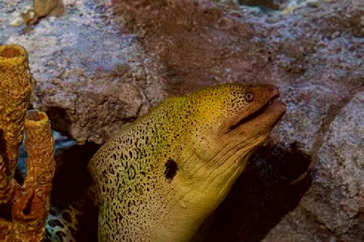 escort Eel Ground