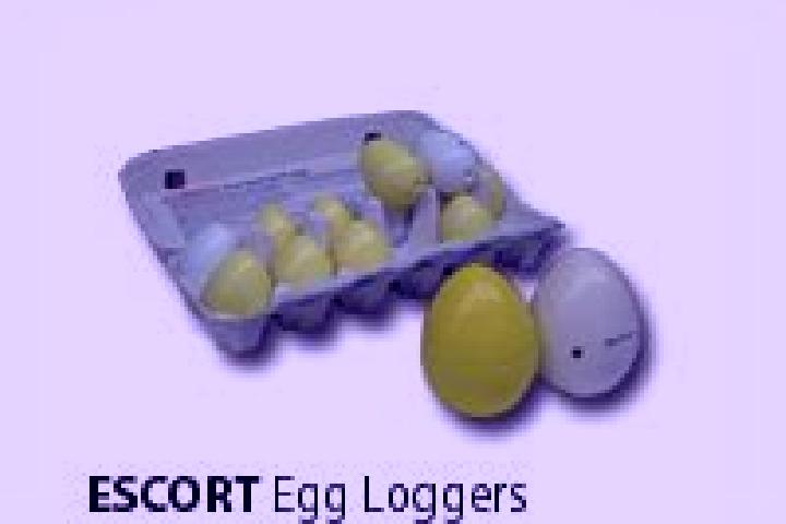 escort Egg