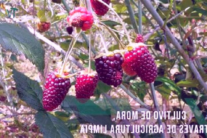 escort Ejido de Moras