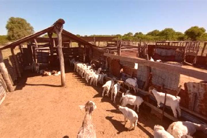 escort Ejido la Arrocera