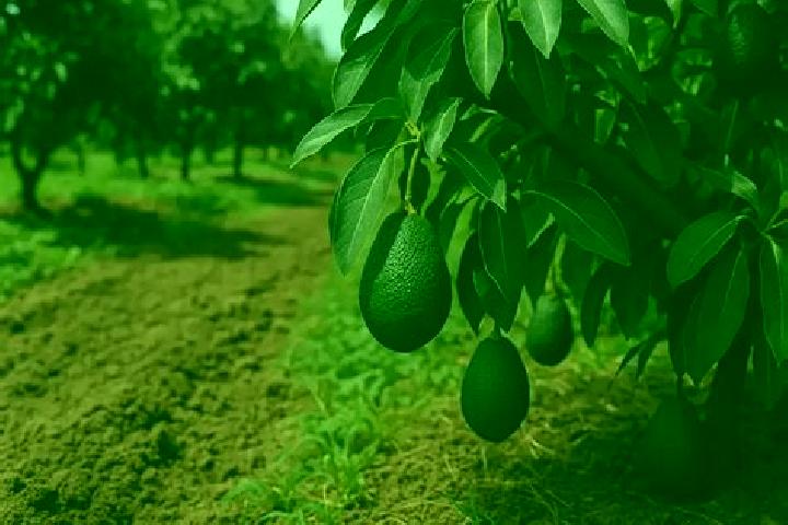 escort El Aguacate Terrero