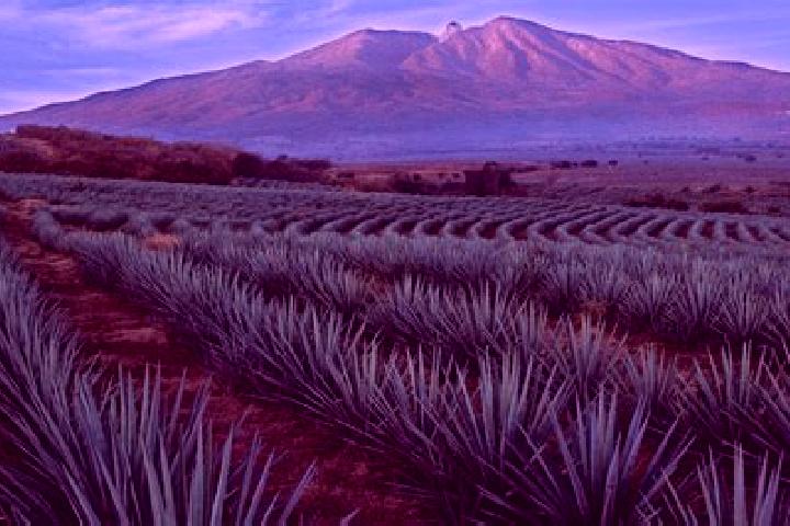 escort El Cacalote