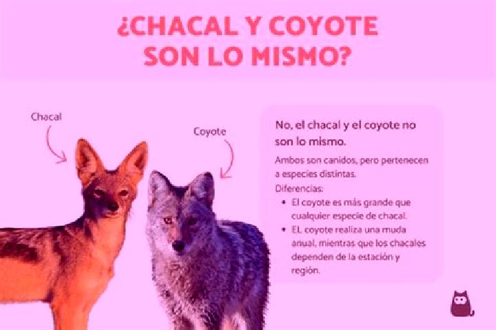 escort El Chacal