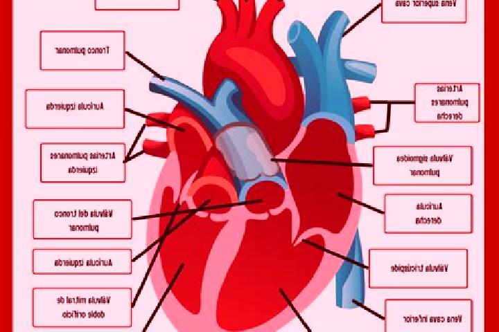 escort El Corazon