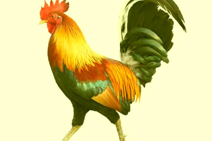 escort El Gallo