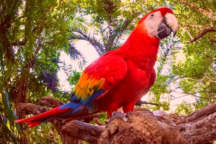 escort El Guacamayo