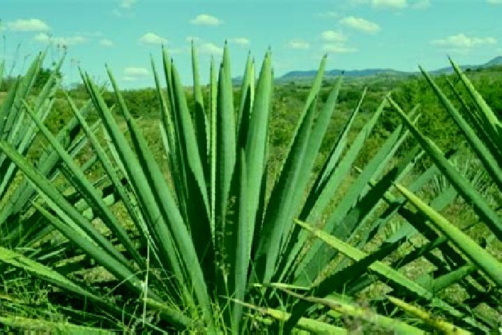 escort El Maguey