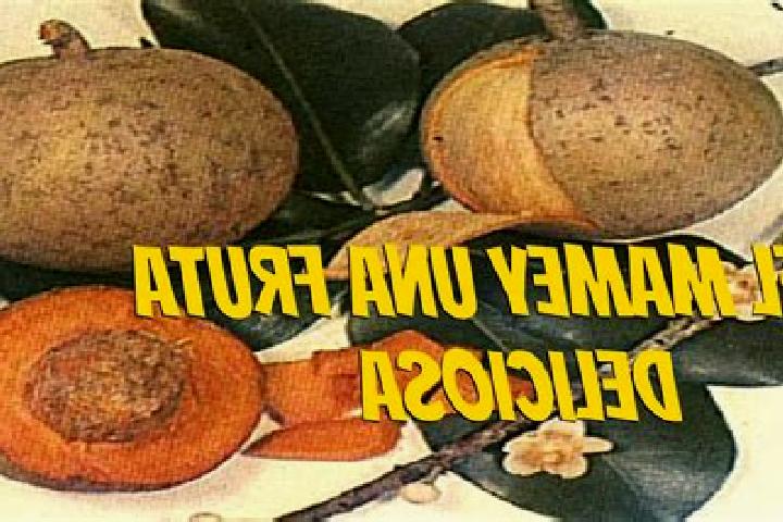 escort El Mamey