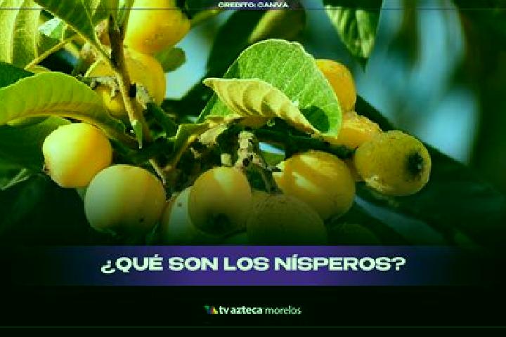 escort El Nispero