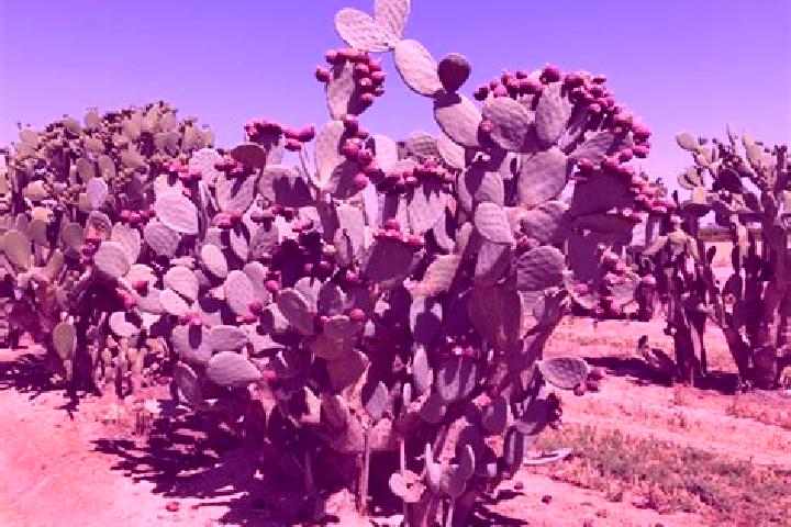 escort El Nopal
