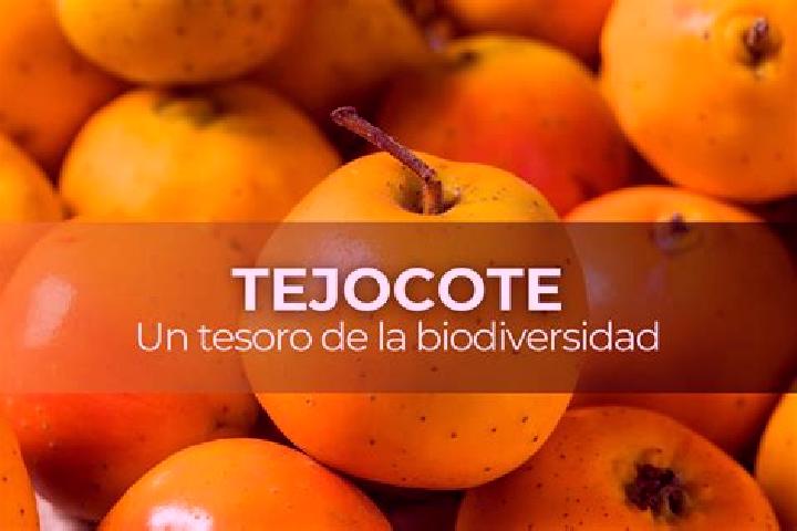 escort El Tejocote
