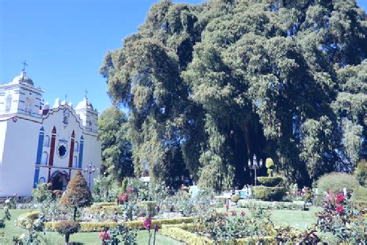 escort El Tule
