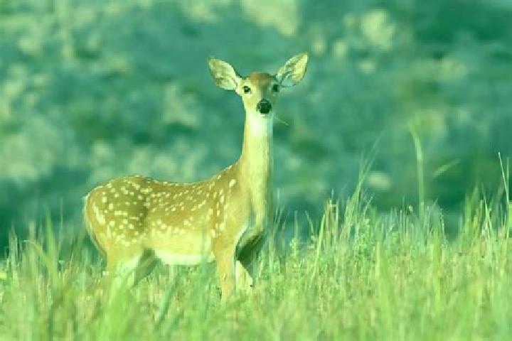 escort El Venado