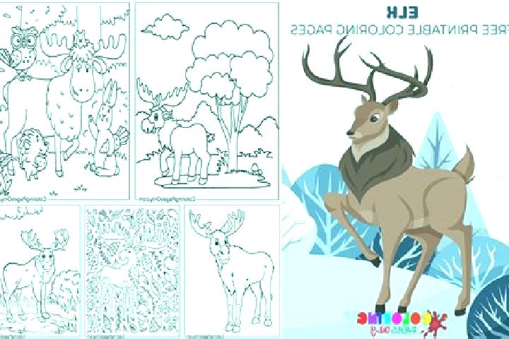 escort Elk Plain