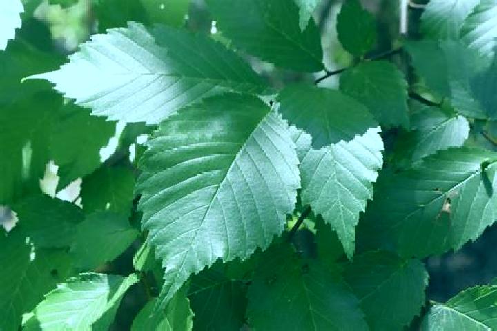 escort Elm