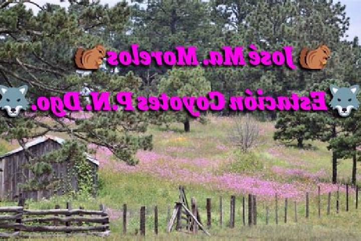escort Estacion Coyotes (Jose Maria Morelos)