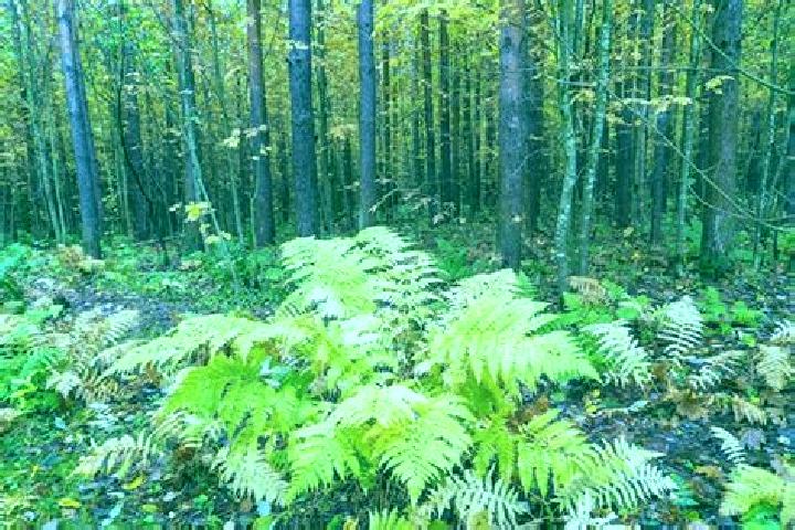 escort Fern Forest