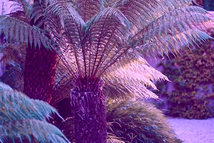 escort Fern Tree