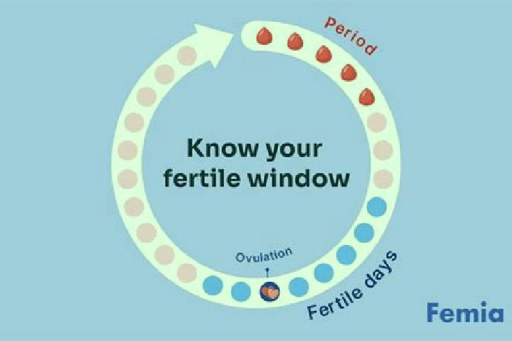 escort Fertile