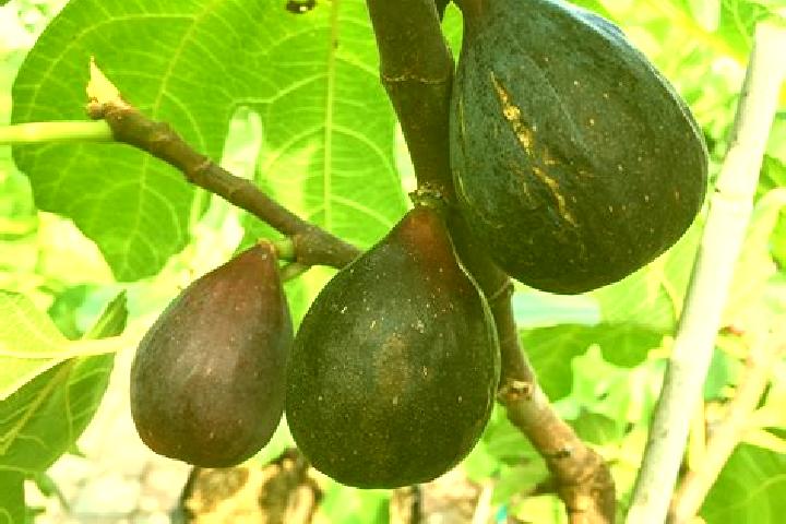 escort Fig Tree