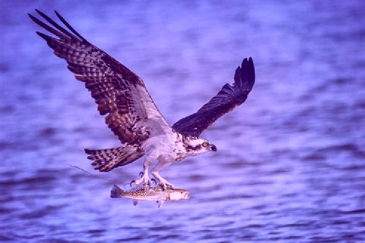 escort Fish Hawk