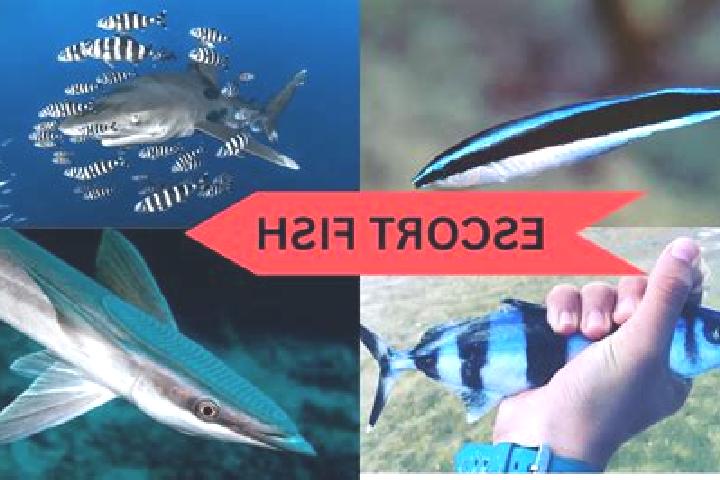 escort Fish Springs