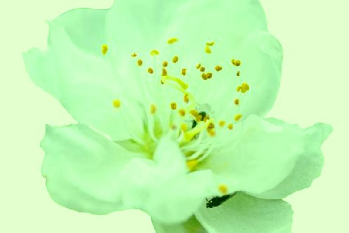 escort Flor Blanca