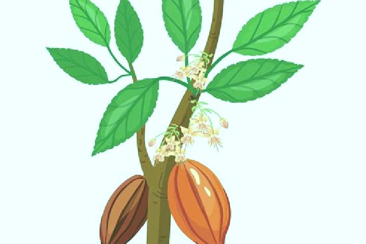 escort Flor de Cacao