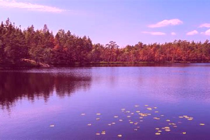 escort Forest Lake