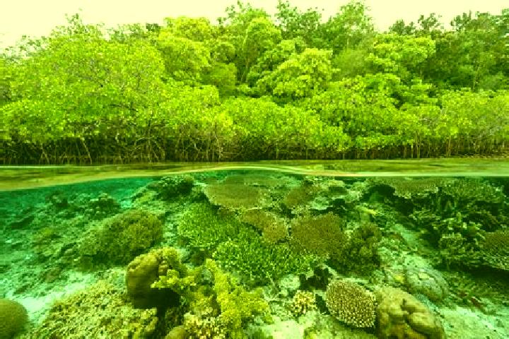escort Forest Reefs