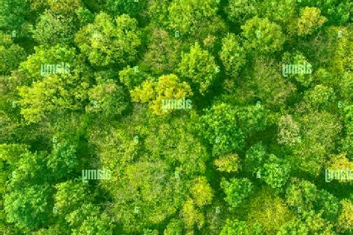 escort Forest View