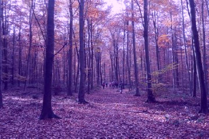 escort Foret
