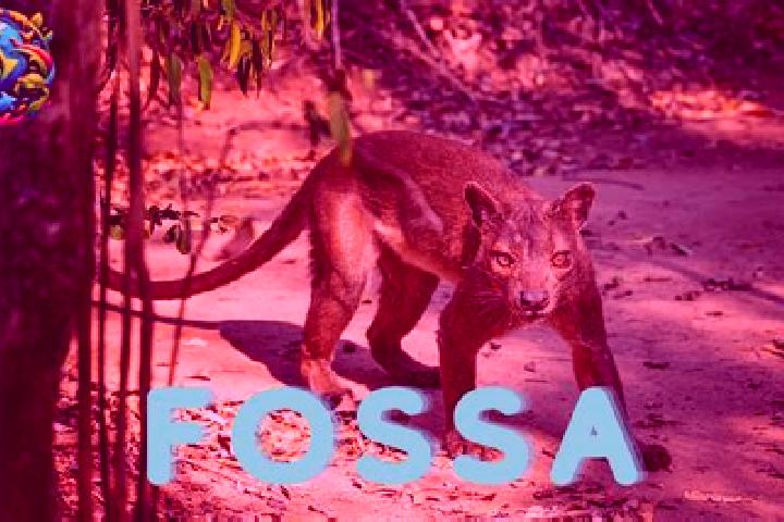 escort Fossa