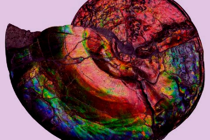 escort Fossil