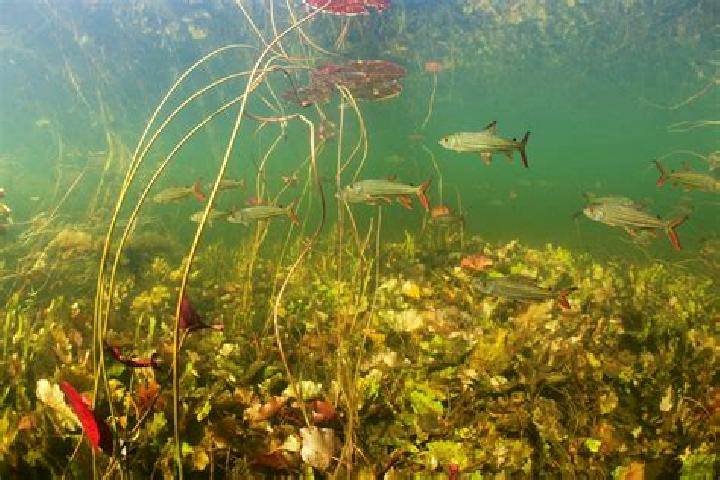 escort Freshwater