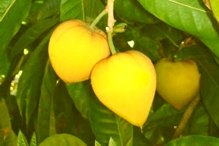 escort Fruta de Leite