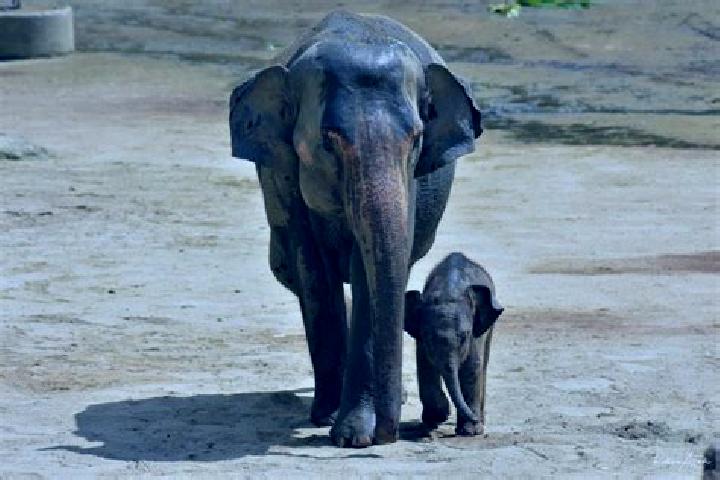 escort Gajah