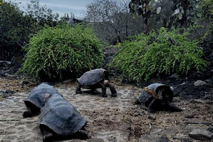 escort Galapagos