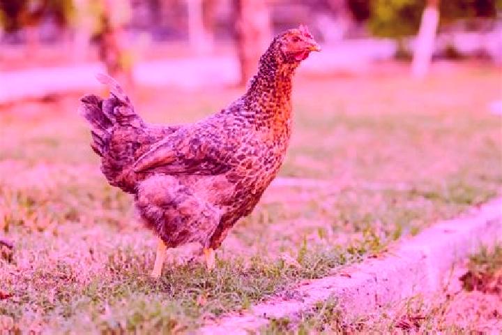 escort Gallina