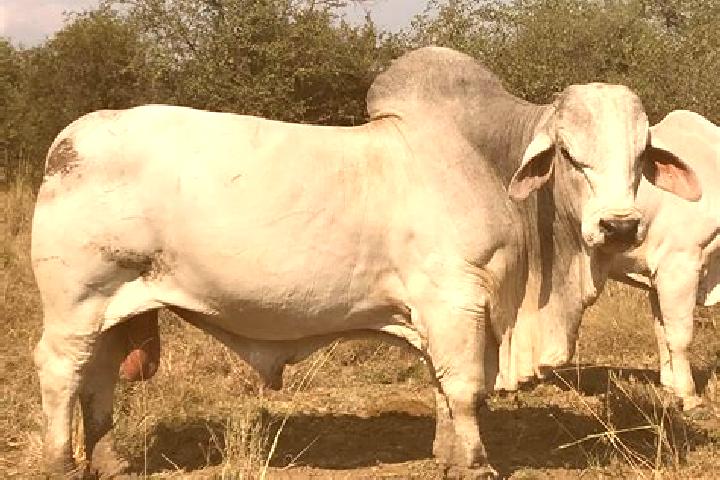 escort Garha Brahman