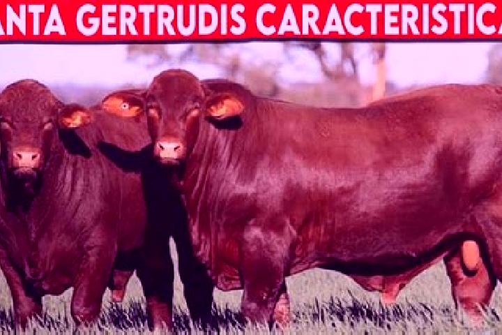escort Garzones (Santa Gertrudis)