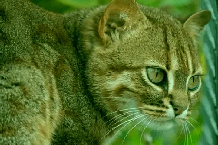 escort Gato Colorado