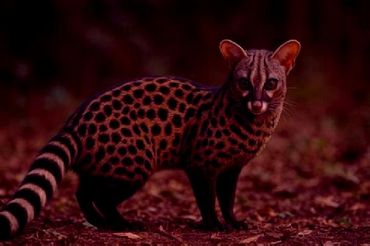 escort Genet