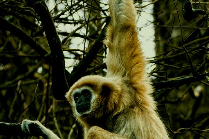 escort Gibbon