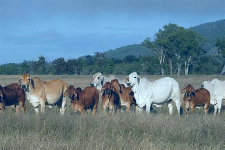 escort Glen Innes