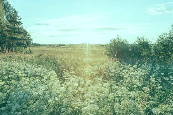 escort Golden Meadow