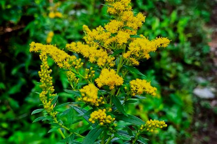 escort Goldenrod