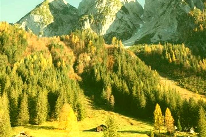 escort Gosau